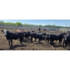 Image 8 : Theresa Guenther - 1010# June/July Delivery Steers - 53 Head (Bow Island, AB)