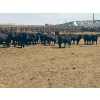 Image 10 : M.S. MacLean Livestock - 1020# May Delivery Steers - 65 Head (Coaldale, AB)