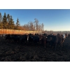 Image 26 : Chris Bartel - 1075# June Delivery Steers - 58 Head (Fort Vermilion, AB)