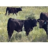 Image 5 : Garvin Kostal - 625# November Delivery Steer Calves - 95 Head (Spring Valley, SK)