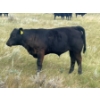Image 2 : Brad, Kelly & Oliver Deschamps - 490# October Delivery Steer Calves - 100 Head (Patricia, AB)