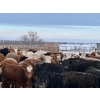 Image 6 : Hines Ranching - 850# Dec/Jan Delivery Yearling Heifers - 72 Head (Marwayne, AB)