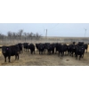 Image 6 : Jim & Ryan Geldreich - 900# March/April Delivery Steers - 68 Head (Bow Island, AB)