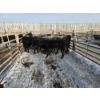 Image 2 : High Prairie Ltd. (Leonard Parke) - 11 Black Heifers (Pen 537 - 539)
