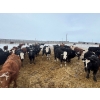 Image 6 : Franklin Cattle Co. - 680# February Delivery Steers - 180 Head (Grenfell, SK)