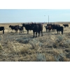 Image 4 : FA7 Ranch - 600# Steer Calves - 100 Head (Piapot, SK)