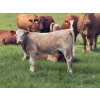 Image 3 : Dick Lawrence  - 650# October Delivery Heifer Calves - 85 Head (Pine Lake, AB)