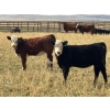 Image 6 : Pittman Brothers Production - 680# October Delivery Heifer Calves - 30 Head (Warner, AB)