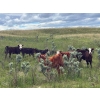 Image 3 : Dot Bar Dot Ranch - 575# November Delivery Steer Calves - 100 Head (Fox Valley, SK)