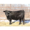 Image 4 : Coteau Ranch - 1050# December Delivery Open Heifers - 23 Head (Kisbey, SK)