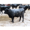 Image 9 : Bill Devos - 725# February Delivery Steers - 80 Head (Fork River, MB)