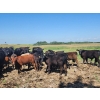Image 4 : Wunder Farms - 550# October Delivery Steer Calves - 50 Head (Foam Lake, SK)