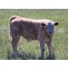 Image 2 : Joe & Elaine Ward - 750# October Delivery Steer Calves - 28 Head (Kamloops, BC)