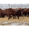 Image 6 : FM Livestock / Anchor P Farms - 900# March Delivery Steers - 68 Head (Bentley, AB)