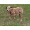 Image 15 : 6 S Feeders Inc. - 580# November Delivery Weaned Steers - 105 Head (Moosomin, SK)
