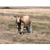 Image 3 : Sharp Hills Ranch Ltd. - 1020# October Delivery Grass Heifers - 500 Head (Sedalia, AB)