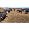 Image 8 : Cattlewood Farms Ltd. - 690# May Delivery Steers - 117 Head (Stirling, AB)
