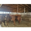 Image 3 : Gemstone Cattle Company - 10 RBF Heifers (Pen 321 - 323) 927# avg