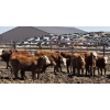 Image 4 : Cattlewood Farms Ltd. - 675# May Delivery Heifers - 85 Head (Swalwell, AB)