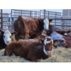 Image 6 : Lyzenga Farms - 2 RBF/RWF Heifers (Pen 735)