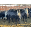 Image 2 : Crooked Creek Ranch - 12 Second Calvers (Pen 402B)