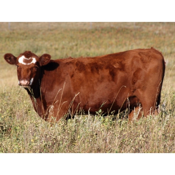 McIntyre Ranch - 27 Red/RBF March/April Calving Bred Heifers (Magrath, AB)