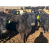 Image 5 : Van Hall Cattle Co. - 1000# April Delivery Steers - 180 Head (Scandia, AB)