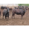 Image 5 : Little Rainbow Ranch - 925# September Yearling Heifers - 264 Head (Moosomin, SK)