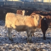 Image 4 : Hawk Ranching - 900# February Weaned Steers - 70 Head (Nanton, AB)