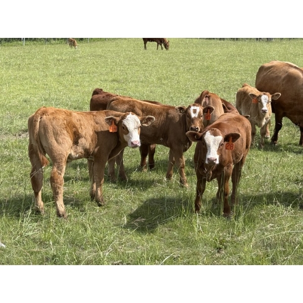K-B Farms - 675# February Delivery Weaned Heifers - 55 Head (Sundre, AB)