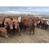 Image 4 : Lone Star Cattle Co. - 1010# May Delivery Steers - 230 Head (Strathmore, AB)