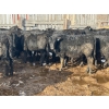 Image 5 : TV Bar Farms Ltd. - 680# March/April Delivery Steers - 80 Head (Goodlands, MB)