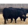 Image 6 : Echo Springs Ranching - 655# February Delivery Heifers - 95 Head (Granum, AB)