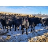 Image 3 : Bauer Ranching - 780# February Weaned Steers - 148 Head (Hilda, AB)