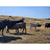 Image 19 : Farming Valley Ranch (Ben Tateson) - 590# November Delivery Steer Calves - 100 Head (Cereal, AB)