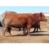 Image 12 : David Garvey - 1625# March Delivery Cows - 67 Head (Wapella, SK)