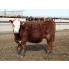 Image 5 : A&A Farms - 25 RNK Replacement Heifers (Coaldale, AB)