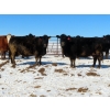 Image 3 : David Garvey - 1625# March Delivery Cows - 67 Head (Wapella, SK)