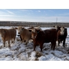 Image 2 : X Bar X Cattle Co. Ltd. - 1036# March/April Delivery Steers - 60 Head (Lomond, AB)