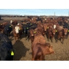Image 5 : Van Hall Cattle Co. - 930# April/May Delivery Steers - 120 Head (Scandia, AB)