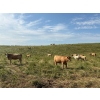 Image 6 : Rick Murphy - 1000# October Delivery Grass Heifers - 140 Head (Lloydminster, AB)