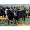 Image 4 : Attema Farms Ltd. - 970# February Delivery Steers - 64 Head (Bentley, AB)