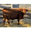 Image 3 : Fox Cattle Co. - 6 Bred Heifers (Pen 416)