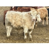 Image 11 : Stahlville Colony - 960# January Delivery Steers - 188 Head (Rockyford, AB)