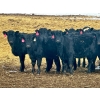 Image 5 : Sturgeon River Ranch - 680# March Delivery Heifers - 90 Head (Rockyford, AB)