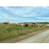 Image 7 : JOJ Cattle Co. - 740# November Delivery Steer Calves - 85 Head (Marwayne, AB)