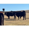 Image 15 : Terry Hines Livestock - 40 Black/BBF Angus X March/April Calving Bred Heifers (Marwayne, AB)