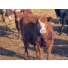 Image 10 : Nathan Allers - 800# March Delivery Heifers - 230 Head (Daysland, AB)