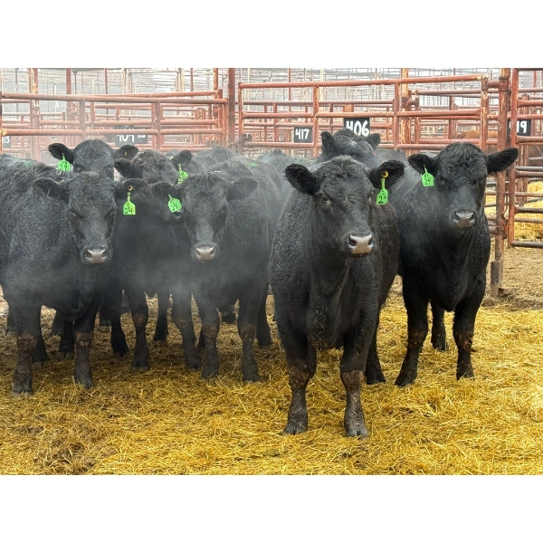D6 Cattle Farm - 15 Heifers (Pen 406)