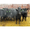 Image 1 : D6 Cattle Farm - 15 Heifers (Pen 406)